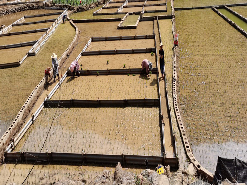 峨山县积极开展水稻化肥减量增效田间试验研究