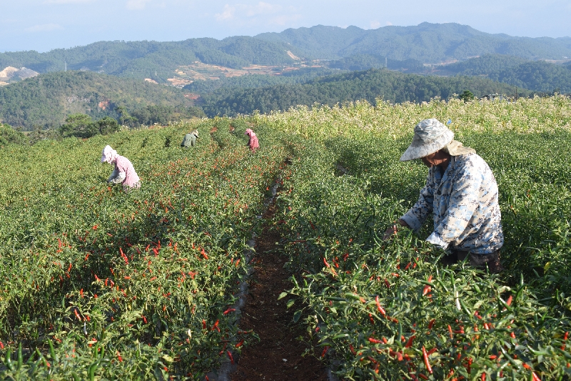 DSC_0826.jpg DSC_0826.jpg