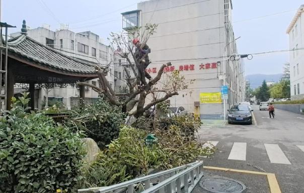 峨山县：精修道路树枝22筑牢城市出行安全屏障 .jpg